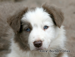 Lilac Female, rough coat, border collie puppy